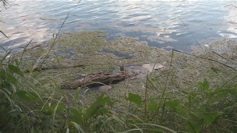 City finds blue-green algae on Lady Bird Lake, Lake Austin; algae may be toxic